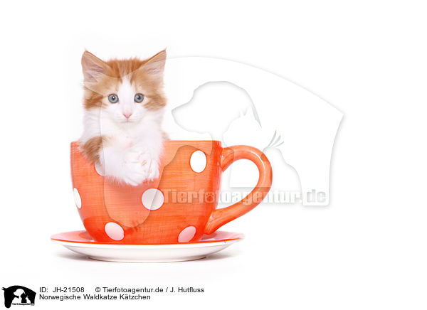Norwegische Waldkatze Ktzchen / JH-21508