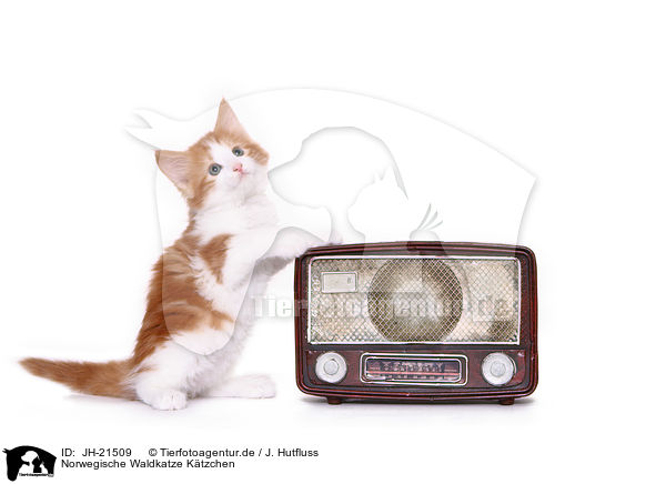 Norwegische Waldkatze Ktzchen / JH-21509