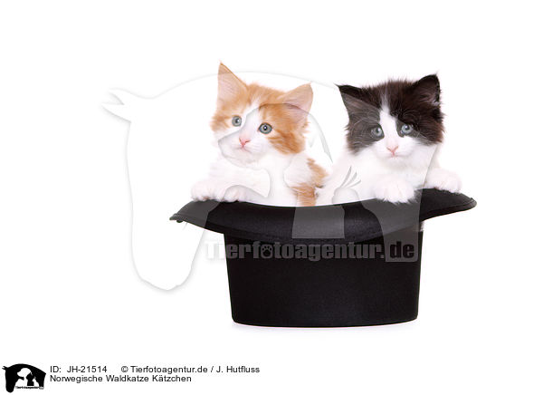 Norwegische Waldkatze Ktzchen / JH-21514