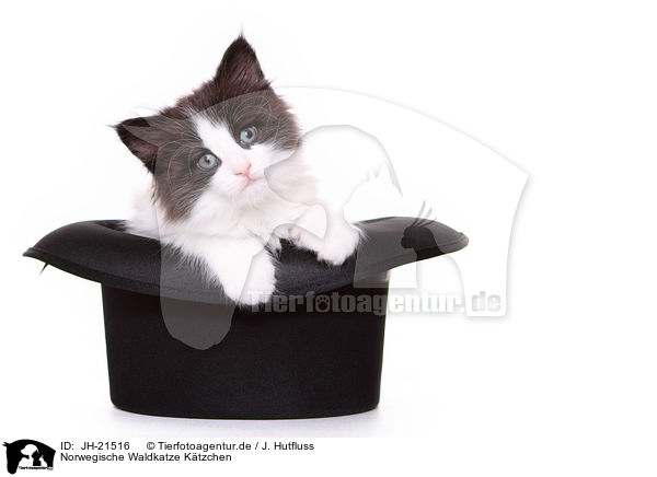 Norwegische Waldkatze Ktzchen / JH-21516
