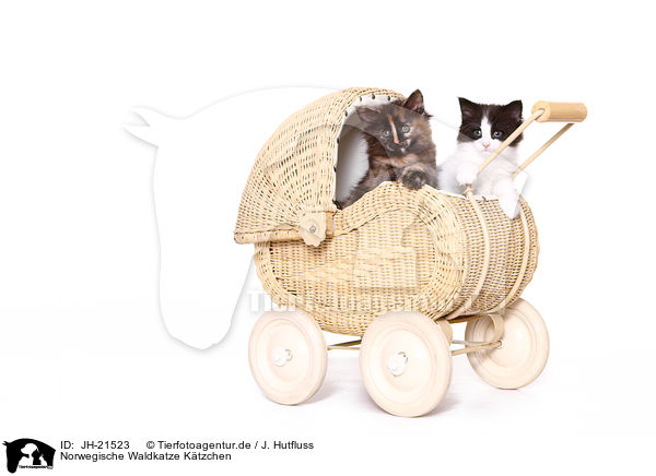 Norwegische Waldkatze Ktzchen / JH-21523