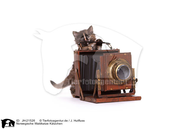 Norwegische Waldkatze Ktzchen / JH-21526