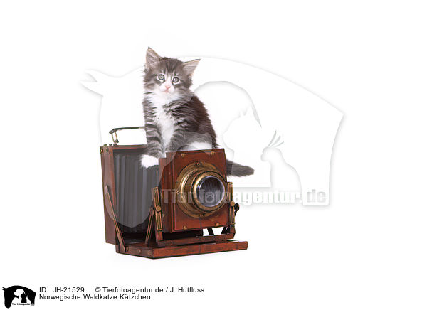 Norwegische Waldkatze Ktzchen / JH-21529