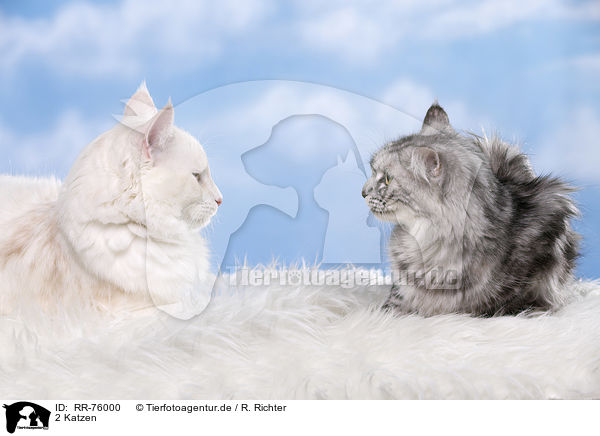 2 Katzen / RR-76000