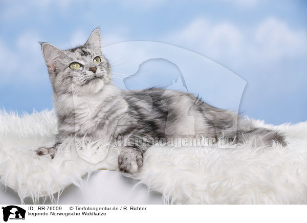 liegende Norwegische Waldkatze / RR-76009
