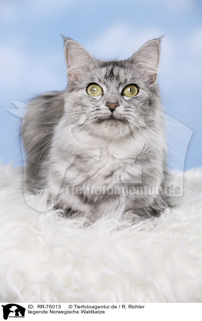 liegende Norwegische Waldkatze / RR-76013