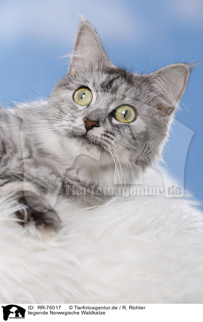 liegende Norwegische Waldkatze / RR-76017