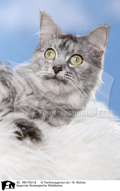 liegende Norwegische Waldkatze / RR-76018