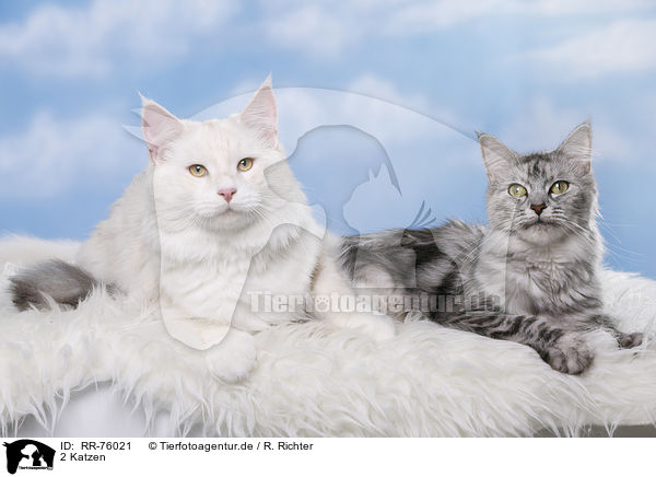 2 Katzen / RR-76021