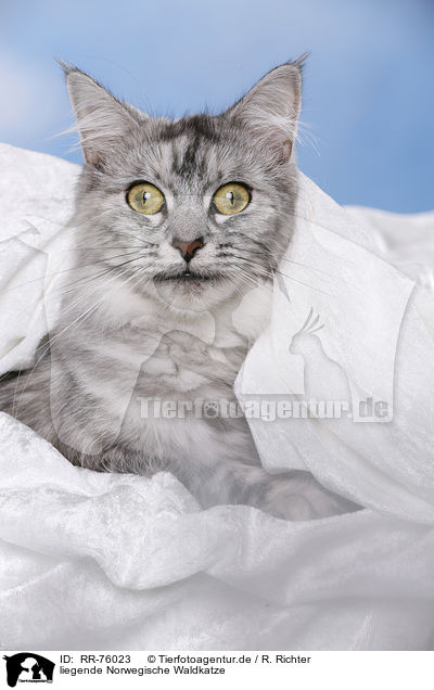 liegende Norwegische Waldkatze / RR-76023