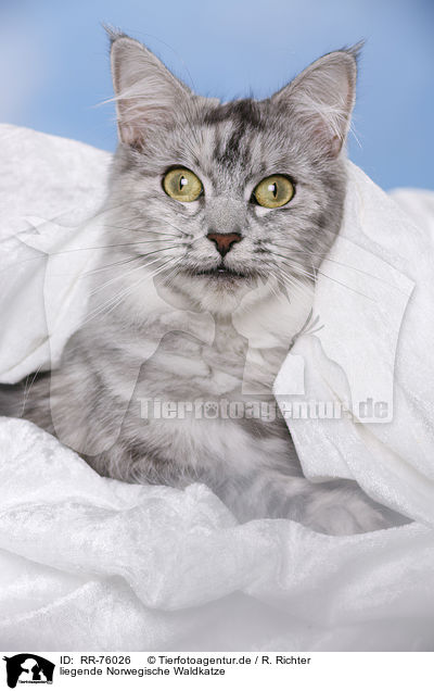liegende Norwegische Waldkatze / RR-76026