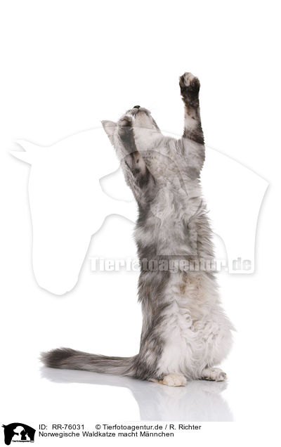 Norwegische Waldkatze macht Mnnchen / RR-76031