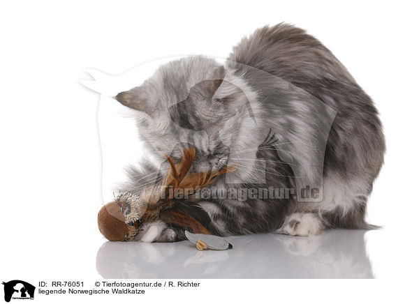 liegende Norwegische Waldkatze / RR-76051