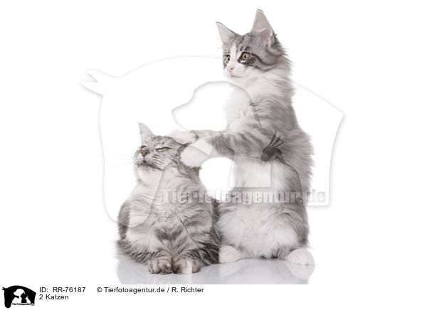 2 Katzen / RR-76187