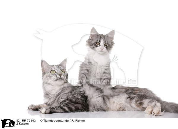 2 Katzen / RR-76193