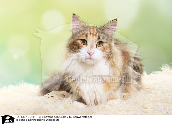 liegende Norwegische Waldkatze / SS-49218