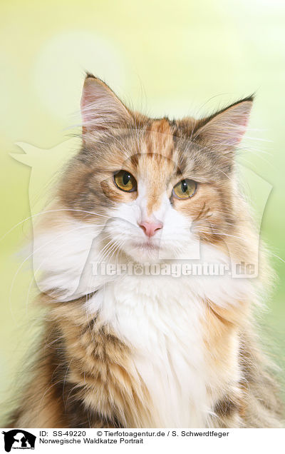 Norwegische Waldkatze Portrait / SS-49220