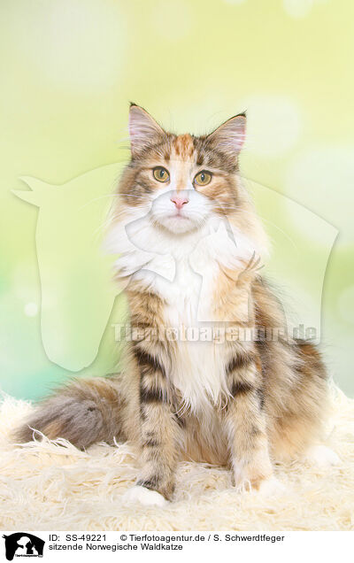 sitzende Norwegische Waldkatze / SS-49221