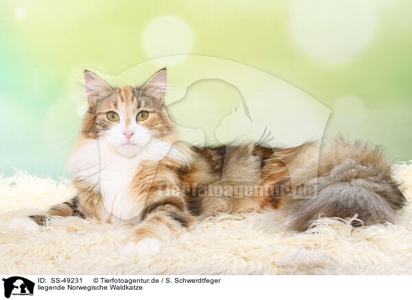 liegende Norwegische Waldkatze / SS-49231