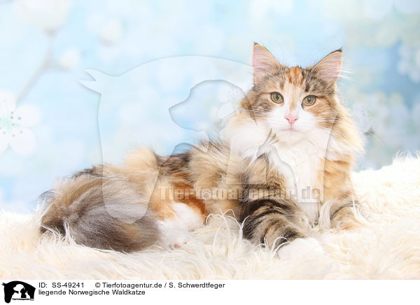 liegende Norwegische Waldkatze / SS-49241