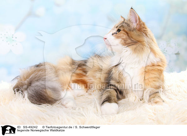 liegende Norwegische Waldkatze / SS-49242