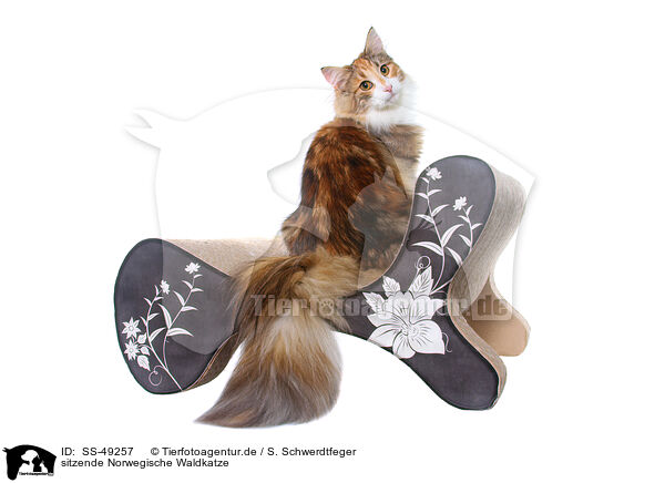 sitzende Norwegische Waldkatze / SS-49257