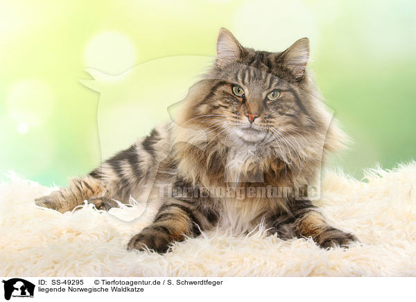 liegende Norwegische Waldkatze / SS-49295