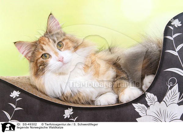liegende Norwegische Waldkatze / SS-49302