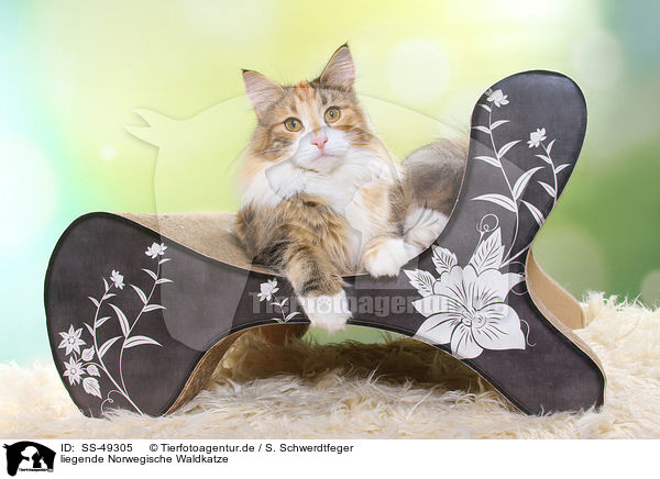 liegende Norwegische Waldkatze / SS-49305