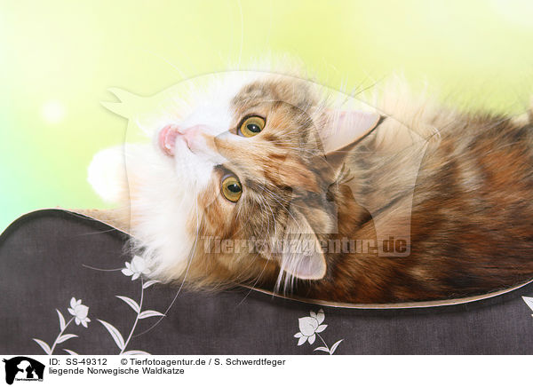 liegende Norwegische Waldkatze / SS-49312