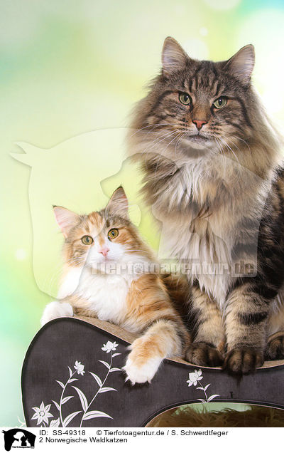 2 Norwegische Waldkatzen / 2 Norwegian Forest Cats / SS-49318