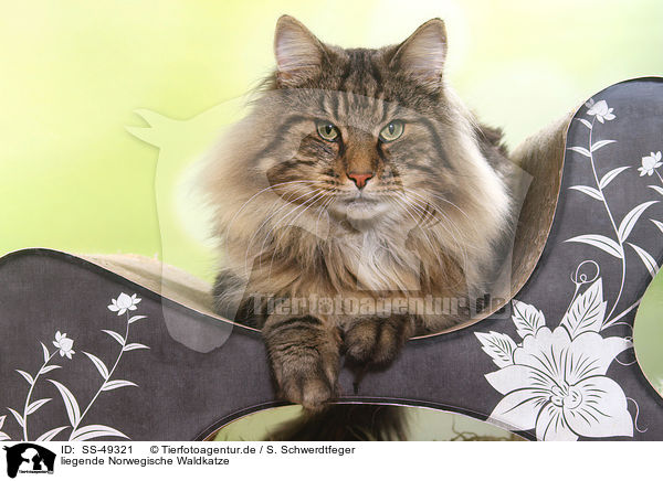 liegende Norwegische Waldkatze / SS-49321