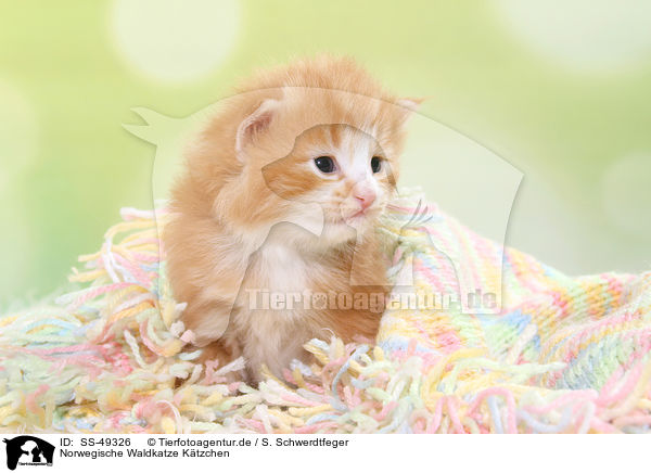Norwegische Waldkatze Ktzchen / SS-49326