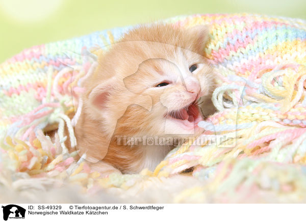 Norwegische Waldkatze Ktzchen / SS-49329