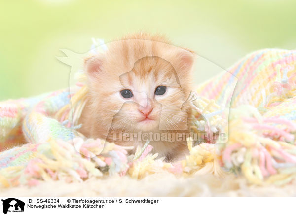 Norwegische Waldkatze Ktzchen / SS-49334