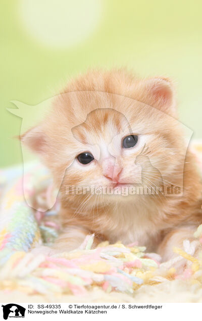 Norwegische Waldkatze Ktzchen / Norwegian Forest Cat Kitten / SS-49335