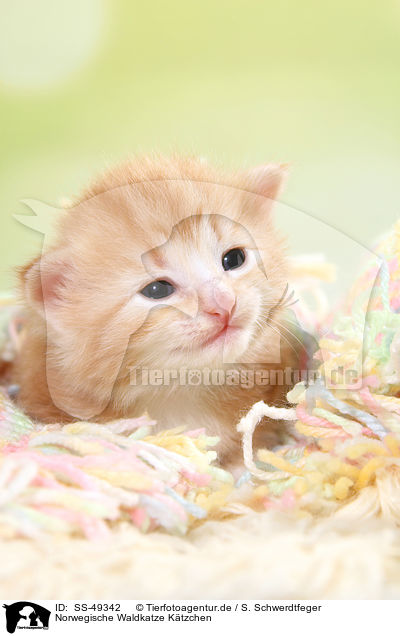 Norwegische Waldkatze Ktzchen / SS-49342