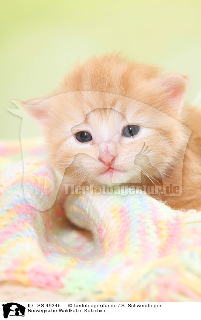Norwegische Waldkatze Ktzchen / Norwegian Forest Cat Kitten / SS-49346