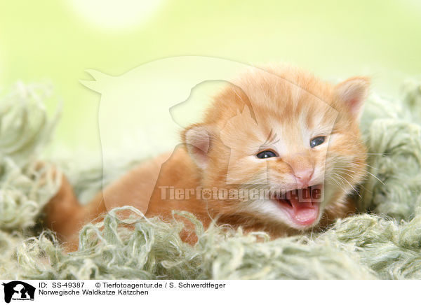 Norwegische Waldkatze Ktzchen / Norwegian Forest Cat Kitten / SS-49387