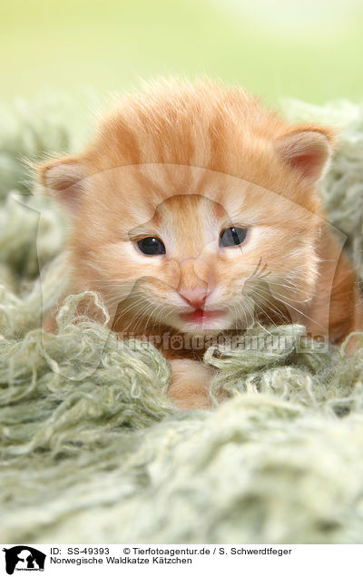 Norwegische Waldkatze Ktzchen / Norwegian Forest Cat Kitten / SS-49393