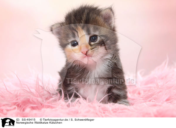 Norwegische Waldkatze Ktzchen / Norwegian Forest Cat Kitten / SS-49415