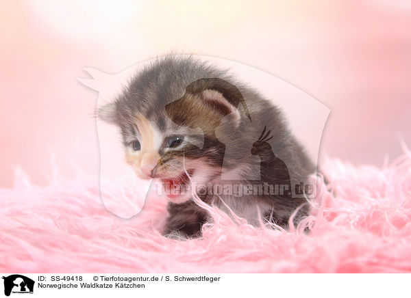 Norwegische Waldkatze Ktzchen / Norwegian Forest Cat Kitten / SS-49418