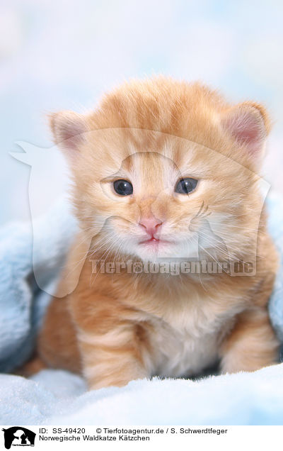 Norwegische Waldkatze Ktzchen / SS-49420