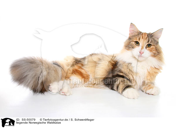 liegende Norwegische Waldkatze / SS-50079