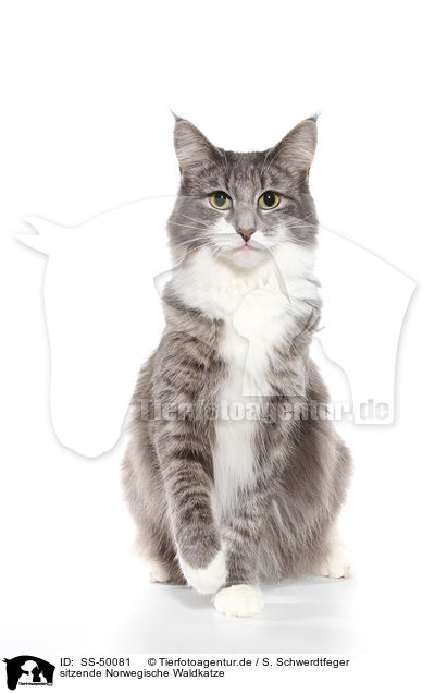 sitzende Norwegische Waldkatze / SS-50081