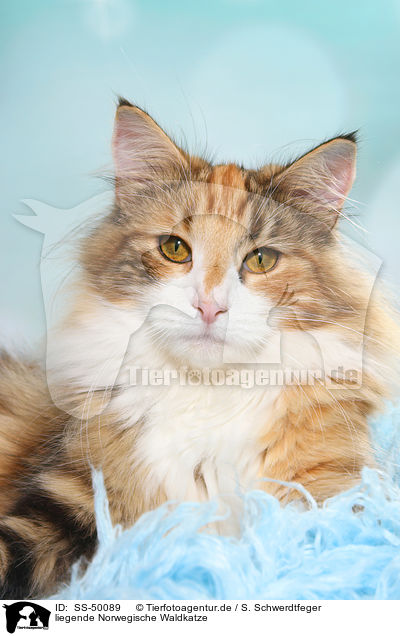 liegende Norwegische Waldkatze / SS-50089
