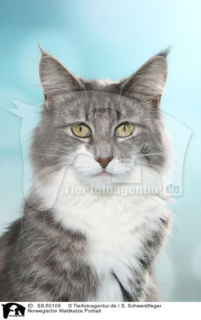 Norwegische Waldkatze Portrait / Norwegian Forest Cat Portrait / SS-50109