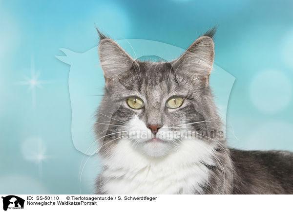 Norwegische WaldkatzePortrait / Norwegian Forest Cat Portrait / SS-50110