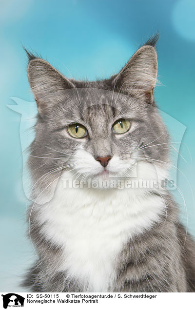 Norwegische Waldkatze Portrait / Norwegian Forest Cat Portrait / SS-50115
