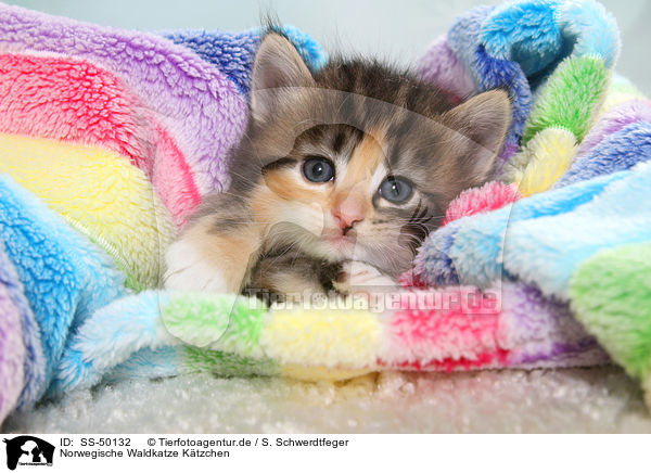 Norwegische Waldkatze Ktzchen / Norwegian Forest Cat Kitten / SS-50132